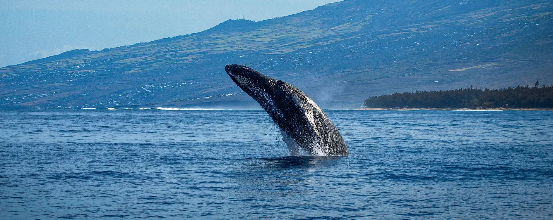 Image du premier projet, baleine dans de l'eau